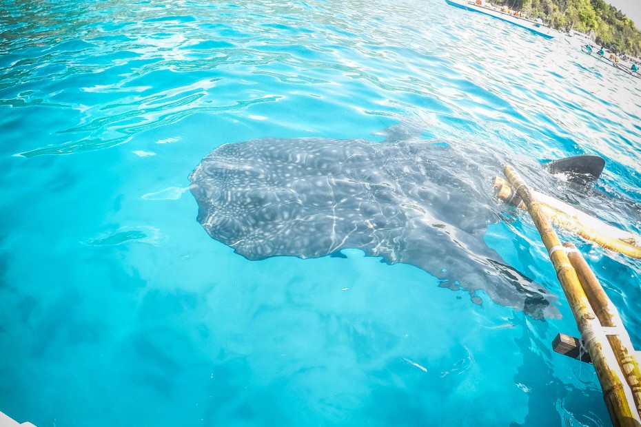 8370f699882d6a9f9486fb898fe229b4_1557285